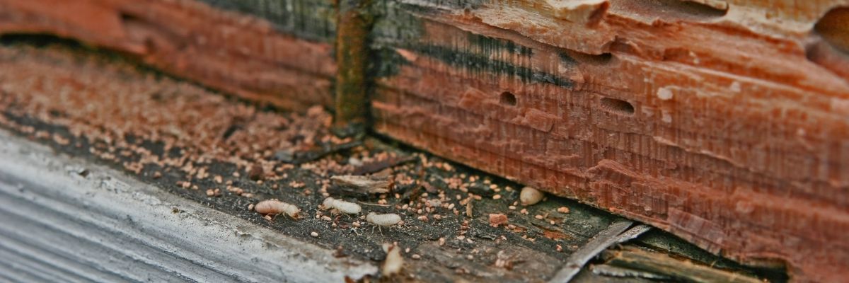 Traitement bois de charpentes par Bio3d en Aveyron et Tarn