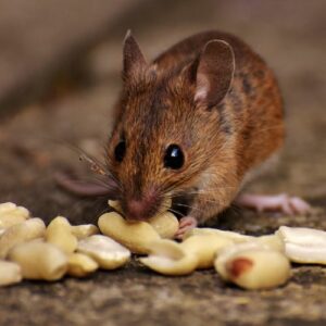 Souris et dératisation dans le Tarn et l'Aveyron