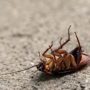 Cafards, désinsectisation des insectes rampants dans le Tarn et l'Aveyron