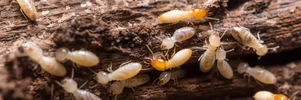 traitement-anti-termites-naucelle-01