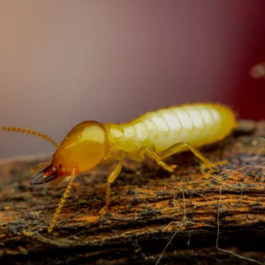 traitement-anti-termites-villefranche-de-rouergue-02